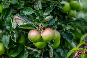 Apples growing on a tree