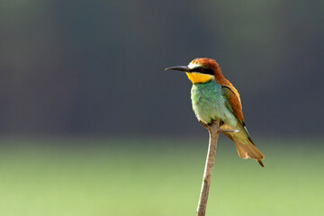 Żołna (Merops apiaster)