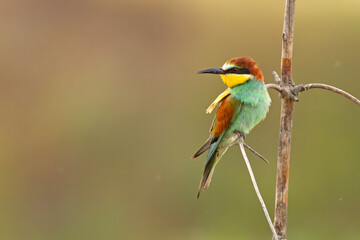 Żołna (Merops apiaster)