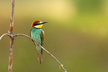Żołna (Merops apiaster) © Grzegorz
