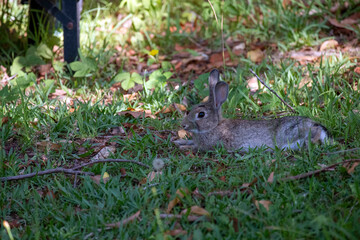 European rabbit (Oryctolagus cuniculus)