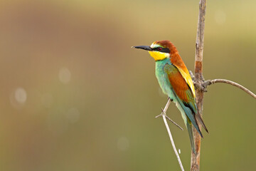 Żołna (Merops apiaster)