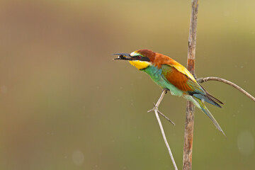 Żołna (Merops apiaster)