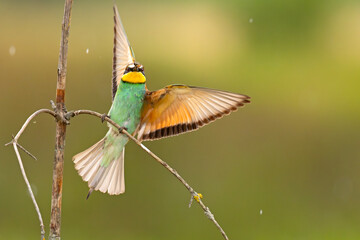 Żołna (Merops apiaster) © Grzegorz
