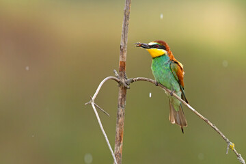 Żołna (Merops apiaster)