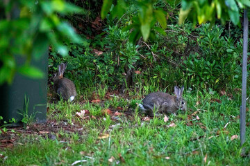 European rabbit (Oryctolagus cuniculus)