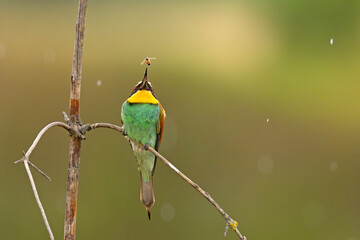 Żołna (Merops apiaster) © Grzegorz