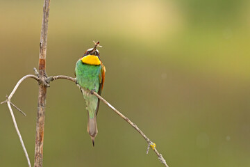 Żołna (Merops apiaster)