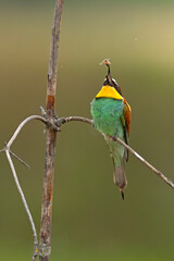 Żołna (Merops apiaster)