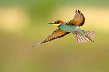 Żołna (Merops apiaster) © Grzegorz
