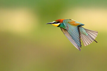 Żołna (Merops apiaster) © Grzegorz
