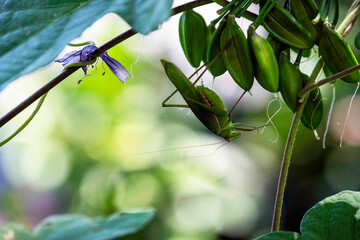 Long-legged grasshopper (Mecopoda nipponensis)