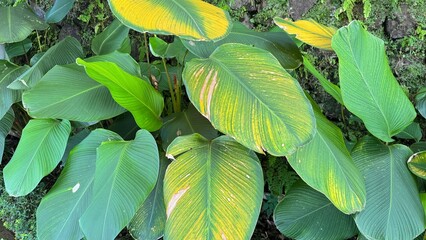 Striking Leaf Patterns: A vibrant close-up showcases unique foliage, featuring lush green leaves with striking yellow highlights, creating a captivating pattern. 