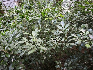 Tree on park with green color
