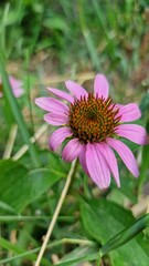 Obraz premium Echinacea purpurea. Moench typus. Pink wildflower