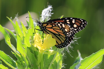 Endangered Monarch butterfly on a wild flower in Ontario Canada 