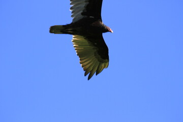 Turkey vulture flying ahead silhouette 