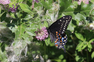 swallowtail butterfly pollinating wildflower Ontario Canada 