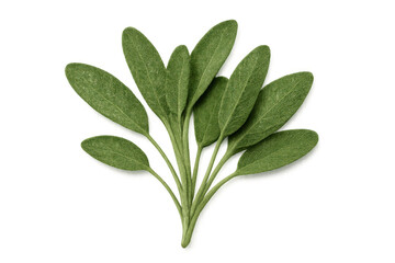 Obraz premium Sprig of fresh common sage with multiple green leaves, isolated on transparent background, ideal for food and cooking projects
