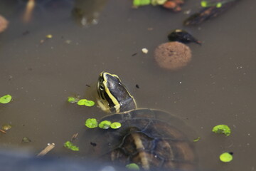 cuora amboinensis turtle