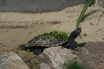 A Mississippi map turtle in captivity