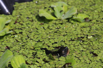 A Mississippi map turtle in captivity