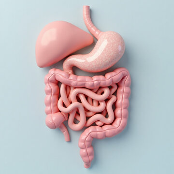 3D anatomical model of the human digestive system, showing stomach, intestines, and other organs.