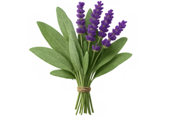 Lavender and sage bundle, garden-fresh herbs binding with rustic twine, transparent backdrop