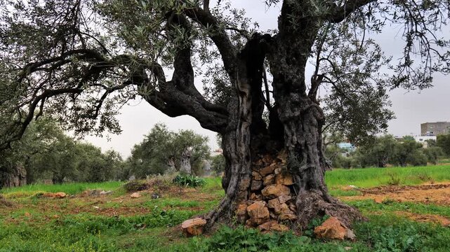 millenia old olive trees in Jerash, Jordan