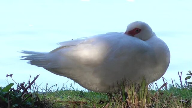 White Female Muscovy Duck (Cairina moschata) Resting by a Lake