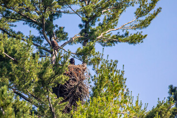 Bald Eagle (Haliaeetus leucocephalus) adult and immature, perched in a pine tree branch and the nest