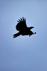 Bald Eagle (Haliaeetus leucocephalus) silhouette infront of a blue sky