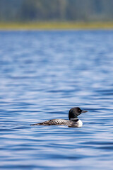 Common Loon (Gavia immer) swimming on a Wisconsin lake in the summer with copy space