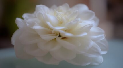 Soft-focus close-up of a creamy white dahlia, petals layered elegantly