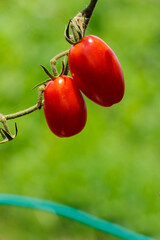 赤く色づくミニトマト家庭菜園