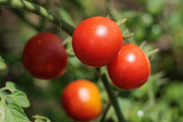 赤く色づくミニトマト家庭菜園