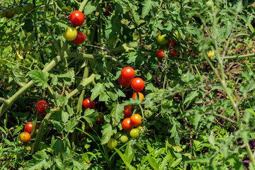 赤く色づくミニトマト家庭菜園