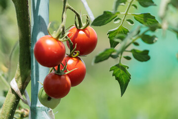 赤く色づくミニトマト家庭菜園