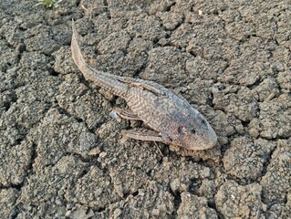 Dried fish carcasses on dry and barren land