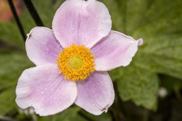 Herbst-Anemone (Anemone hupehensis)  - Blüte