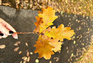 Girl's hand holding a bright orange oak leaf