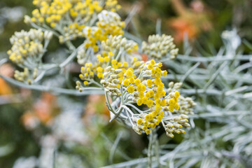Italienische Strohblume (Helichrysum italicum) - Blütenstand