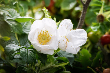 Rugosa Alba, Hedging Rose, Bedworth Sloughs July 2025 