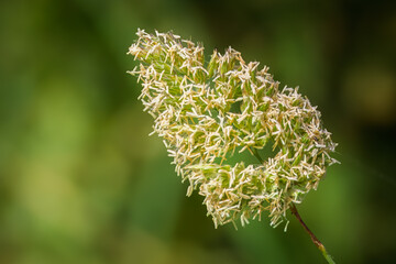 Valerian or Valeriana officinalis white flowers, Bedworth Sloughs, July 2025