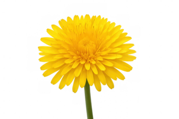 Bright yellow dandelion blooming, soft petals spreading, slender green stem visible on transparent backdrop