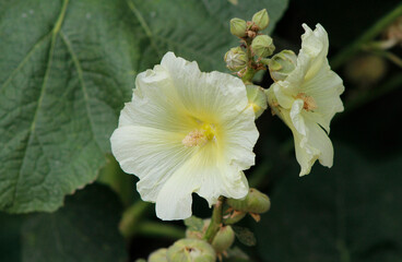 yellow mallow flowers close up

