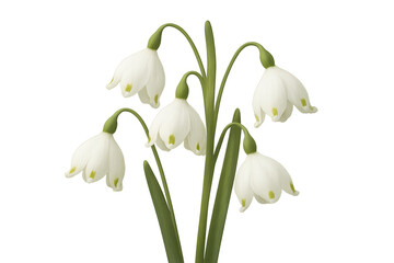 Obraz premium Delicate summer snowflake flowers blooming gracefully, isolated on a transparent background, perfect for nature-themed projects