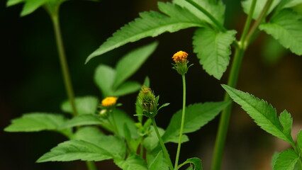 Close-Up of Wildflower Buds and Green Leaves in Natural Light