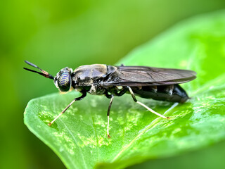 Close up of black soldier fly (Hermetia illucens)