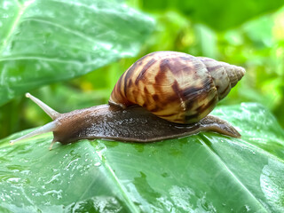 Close up of snails in the leaves, giant african snail (Lissachatina fulica)